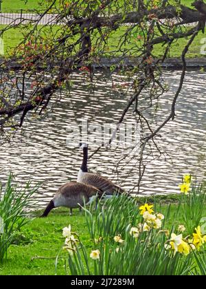 Two Canada Geese (Branta canadensis) next to a small pond in southern England Stock Photo