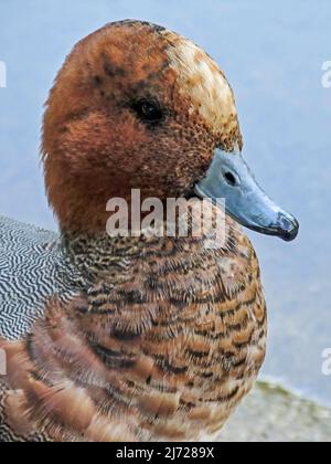 Profile photo of of a Eurasion Wigeon, Mareca Penelope. The Eurasion Wigeon, als known as a European Wigion is a type of dabbling duck which orrur in Stock Photo