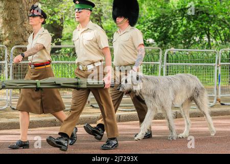 London, UK, 5th May 2022. Turlough Mór (pronounced Tur-Lock more), an Irish Wolfhound, with the 1st Battalion Irish Guards. Military parade rehearsals take place on Horse Guards Parade and Horse Guards Road in preparation for the many events and parades mostly related to the Queen's platinum Jubilee over the next two months. Stock Photo