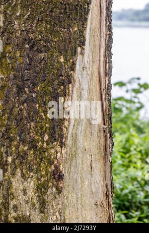 Close up rugged tree trunk beside the urban river Stock Photo