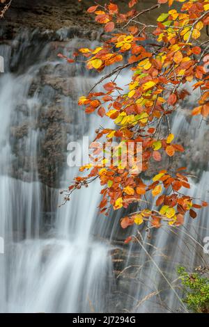 Beech leaves in autumn with waterfall background, Ordesa national park, Pyrenees, Spain Stock Photo
