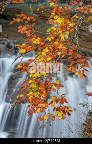 Beech leaves in autumn with waterfall background, Ordesa national park, Pyrenees, Spain Stock Photo