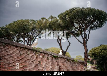 Seagulls sitting on an old brick wall in Rome with stone pines at the background Stock Photo