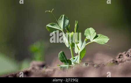 Sprout pea growing in the soil Stock Photo