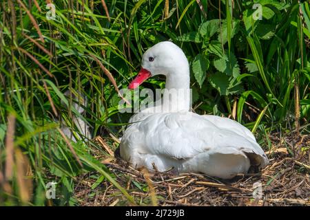 Coscoroba swan (Coscoroba coscoroba) breeding on nest, endemic to southern South America Stock Photo