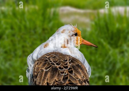 Close-up portrait of ruff (Calidris pugnax) satellite male in breeding plumage in meadow / grassland in spring Stock Photo