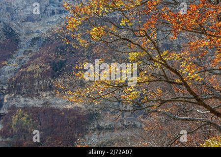 Beech branch in autumn, Pineta valley, Pyrenees, Spain Stock Photo