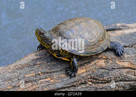 European pond turtle / European pond terrapin / European pond tortoise (Emys orbicularis / Testudo orbicularis) basking in the sun on fallen tree trun Stock Photo