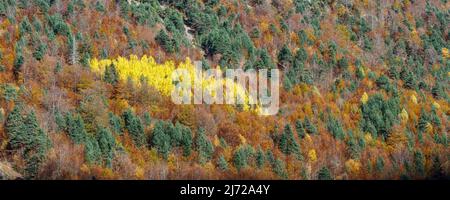 Forest in autumn, Pineta valley, Pyrenees, Spain Stock Photo