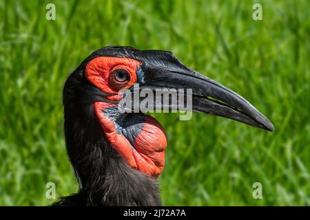 Southern ground hornbill (Bucorvus leadbeateri / Bucorvus cafer) close-up portrait of female, native to the southern regions of Africa Stock Photo