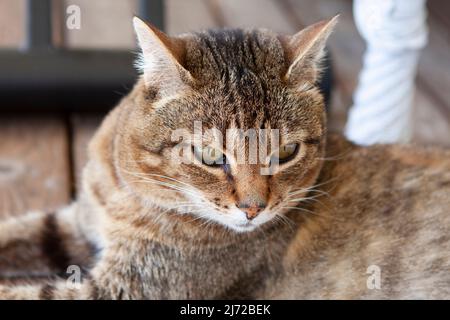 Short-haired female tabby cat with ears slightly back lying on wooden porch on a sunny day. Stock Photo