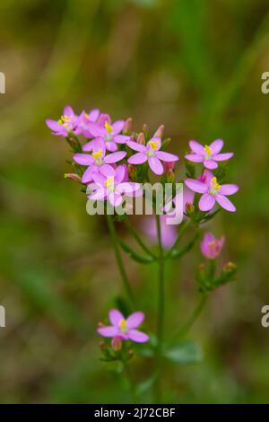 Small pink flowers with yellow centers of the Centaurium erythraea herb, also known as common centaury, feverwort, bitter herb, and European Centaury. Stock Photo