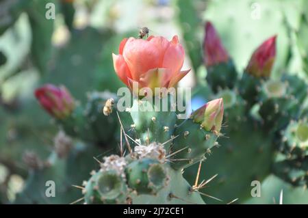 Indian fig opuntia, barbary fig, cactus pear in blossom. Prickly pears cactus.Opuntia ficus-indica with pink flowers. Stock Photo
