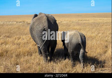 Mother Elephant and Calf walking through the savannah of african national park. Seen at game drive in african landscape. Stock Photo