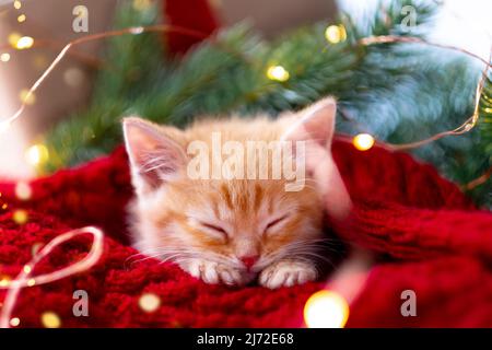 Ginger kitten sleeping with Christmas lights on red. Orange red Cat happy dreams. Holidays and relax Stock Photo
