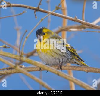 Closeup of a yellow male black-headed goldfinch Stock Photo