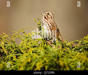 Song Sparrow, Melospiza melodia, on top of cedar singing Stock Photo