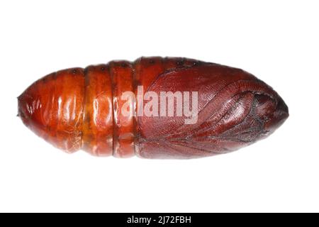 Pupa of pine processionary Thaumetopoea pityocampa is a moth