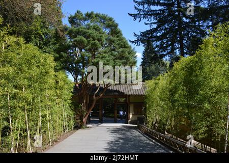 A traditional style gate entrance and walkway at the Portland Japanese Garden in spring. Oregon, USA Stock Photo
