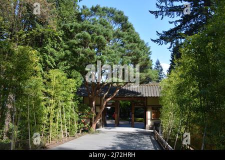 A traditional style gate entrance and walkway at the Portland Japanese Garden in spring. Oregon, USA Stock Photo