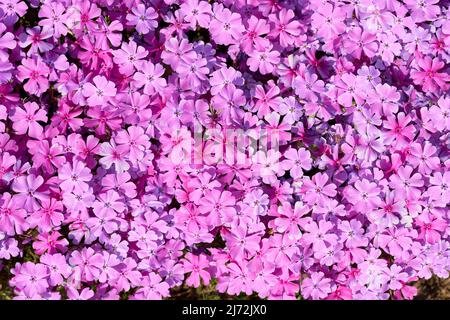 Flower splendor of moss phlox, Phlox subulata as an eye-catcher in the garden Stock Photo