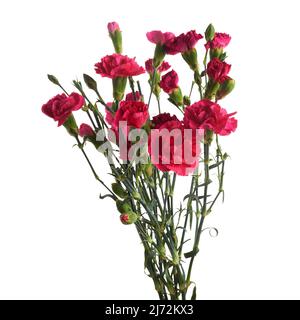 Branch pink carnation flowers isolated on white background Stock Photo