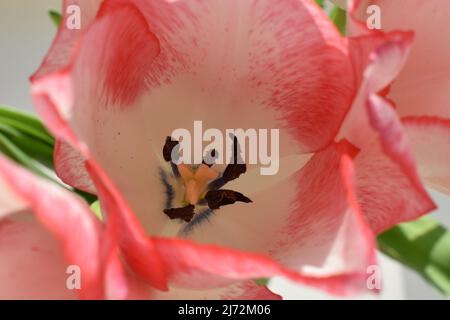 White tulip with red strips on the petals on the gray blurred background. Two colored tulip flower closeup Stock Photo