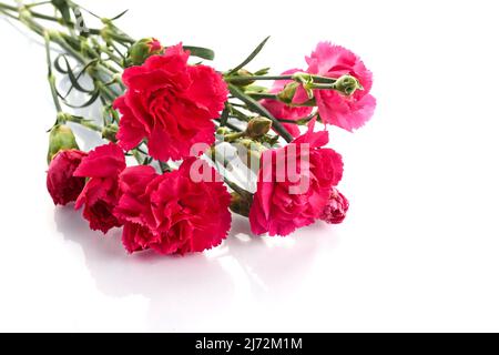 Branch pink carnation flowers isolated on white background Stock Photo