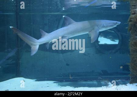 The reef shark (Triaenodon obesus) is the only species of reef sharks from the family of gray sharks of the order of carharinaceous. They live in the Stock Photo