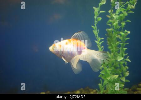 The goldfish on Chinese a sign brings a prosperity and good luck. Goldfish with fine beautiful scale, fins, and tail against green grass. Stock Photo