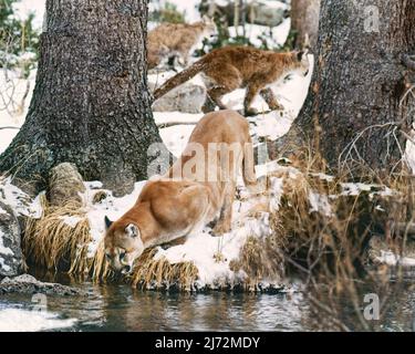 Two Cougar Cubs (puma Concolor), Hayla And Noa, Sleep And Hide In A 