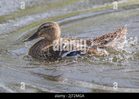 Water off a ducks back, female Mallard duck (Anas platyrhynchos) having a bath . Suffolk, UK Stock Photo