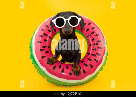 Puppy dog summer inside of an watermelon inflatable ring. Isolated on yellow background Stock Photo