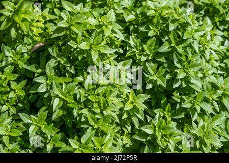 Basil fresh leaf background. Great basil or sweet basil is a culinary herb with scent used in cuisines Stock Photo