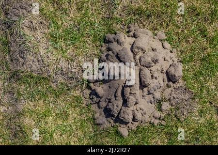 Star-nosed Mole, Condylura cristata, soil pile in Glen Haven Village, a historic town in Sleeping Bear Dunes National Lakeshore, Michigan, USA Stock Photo