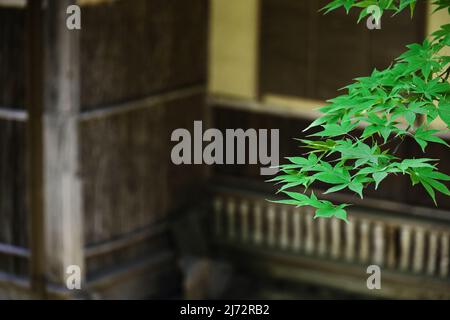 Fresh green maple leaves in the backyard of an old Japanese house Stock Photo