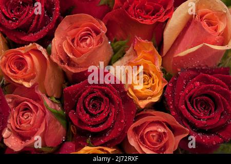 Roses in front of the flower shop named 'Au nom de la rose', on rue Saint-Antoine. Stock Photo