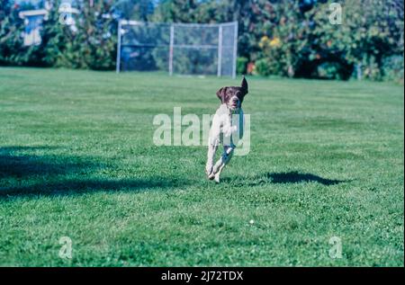 German Short Haired Pointer running in grass Stock Photo