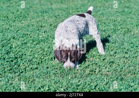 German Short Haired Pointer puppy in grass Stock Photo