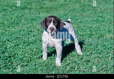 German Short Haired Pointer puppy in grass Stock Photo