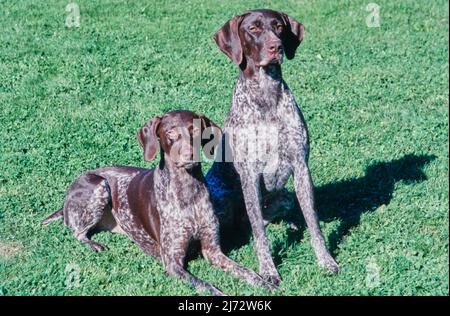 Two German Short Haired Pointers laying in grass Stock Photo