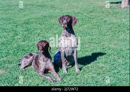Two German Short Haired Pointers laying in grass Stock Photo