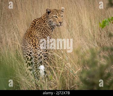 Young leopard in the long grass near Letaba Rest Camp in Kruger National Park, South Africa. Stock Photo