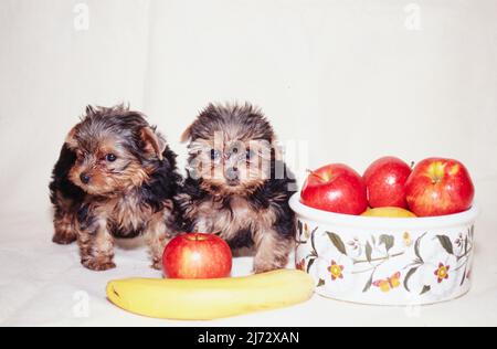 can yorkie puppies have bananas