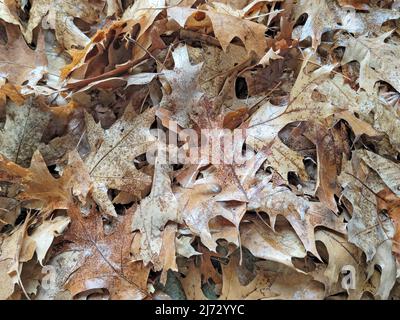 Close up of dead oak leaves on the ground Stock Photo