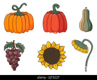 A set of colored doodles. Different pumpkins, sunflowers, grapes, crops. Autumn decorative elements with outline and fill. Color vector illustration i Stock Vector