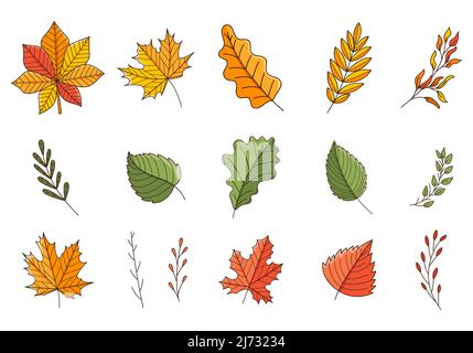 A set of colored doodles. Autumn, colorful leaves and twigs. Oak, maple, birch, chestnut. Botanical decorative elements with outline and fill. Color v Stock Vector