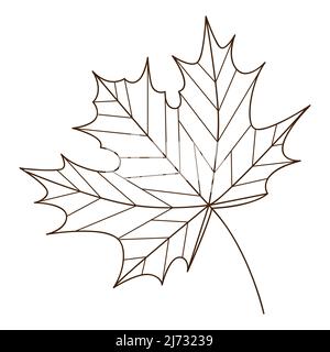 maple autumn leaf. Botanical, plant design element with outline. Autumn time. Doodle, hand-drawn. Flat design. Black white vector illustration. Isolat Stock Vector