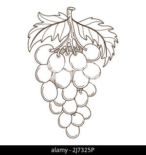 a bunch of grapes with leaves. The symbol of the harvest. Autumn theme. Design element with outline. Doodle, hand-drawn. Black white vector illustrati Stock Vector