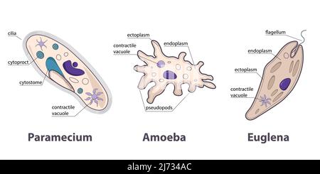 Protozoans variety: paramecium, amoeba, euglena. Different groups of protozoans as example of unicellular eukaryotic parasites. Stock Vector